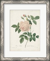 Framed Vintage Redoute Roses II