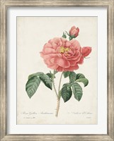 Framed Vintage Redoute Roses III