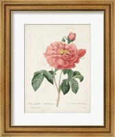 Framed Vintage Redoute Roses III