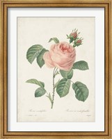 Framed Vintage Redoute Roses IV