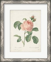 Framed Vintage Redoute Roses IV