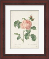 Framed Vintage Redoute Roses IV