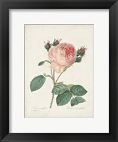 Framed Vintage Redoute Roses V