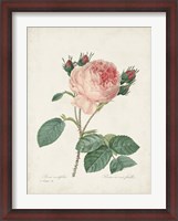 Framed Vintage Redoute Roses V