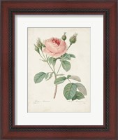 Framed Vintage Redoute Roses VI