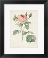 Framed Vintage Redoute Roses VI