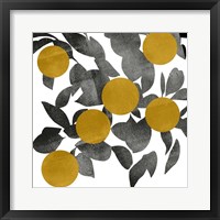 Shadow Branch IV Framed Print