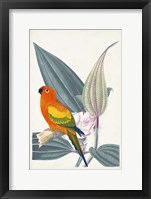 Tropical Bird & Flower IV Framed Print