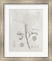 Framed Vintage Leaves I