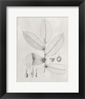 Framed Vintage Leaves II