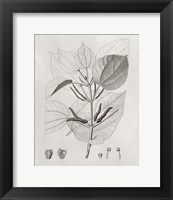 Framed Vintage Leaves III