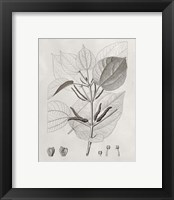 Framed 'Vintage Leaves III' border=