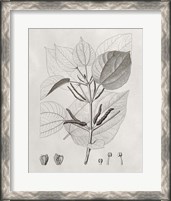 Framed Vintage Leaves III