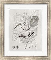 Framed Vintage Leaves III