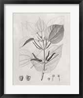 Vintage Leaves III Framed Print