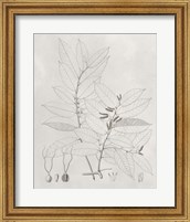 Framed Vintage Leaves VI