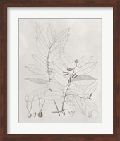 Framed Vintage Leaves VI