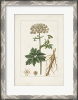 Framed Antique Turpin Botanical I