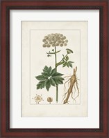 Framed Antique Turpin Botanical I