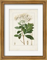Framed Antique Turpin Botanical II