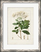 Framed Antique Turpin Botanical II