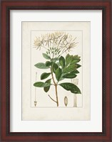 Framed Antique Turpin Botanical II