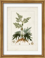 Framed Antique Turpin Botanical III