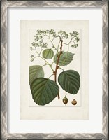 Framed Antique Turpin Botanical IV
