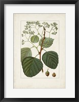 Framed Antique Turpin Botanical IV