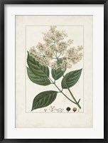 Framed Antique Turpin Botanical V