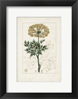Framed Antique Turpin Botanical VI