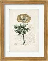 Framed Antique Turpin Botanical VI