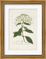 Framed Antique Turpin Botanical VIII