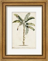 Framed Banana Palm II