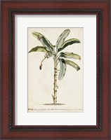Framed Banana Palm II