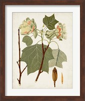 Framed 'Antique Leaves III' border=