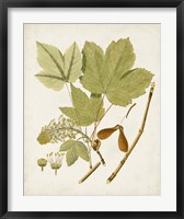 Framed Antique Leaves IV