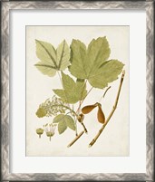Framed Antique Leaves IV