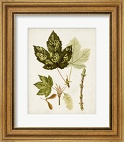 Framed Antique Leaves V