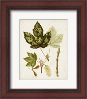 Framed Antique Leaves V