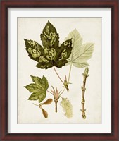 Framed Antique Leaves V