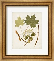 Framed Antique Leaves VI