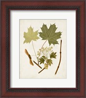 Framed Antique Leaves VI