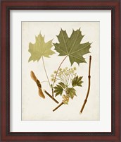 Framed 'Antique Leaves VI' border=