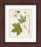 Framed Antique Leaves VII