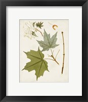 Framed 'Antique Leaves VII' border=