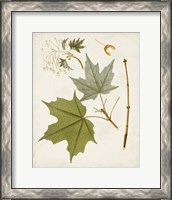 Framed 'Antique Leaves VII' border=