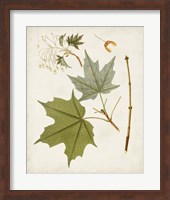 Framed Antique Leaves VII
