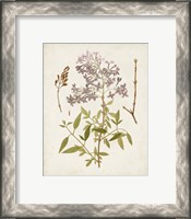Framed 'Vintage Flowering Trees I' border=