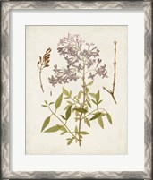 Framed 'Vintage Flowering Trees I' border=